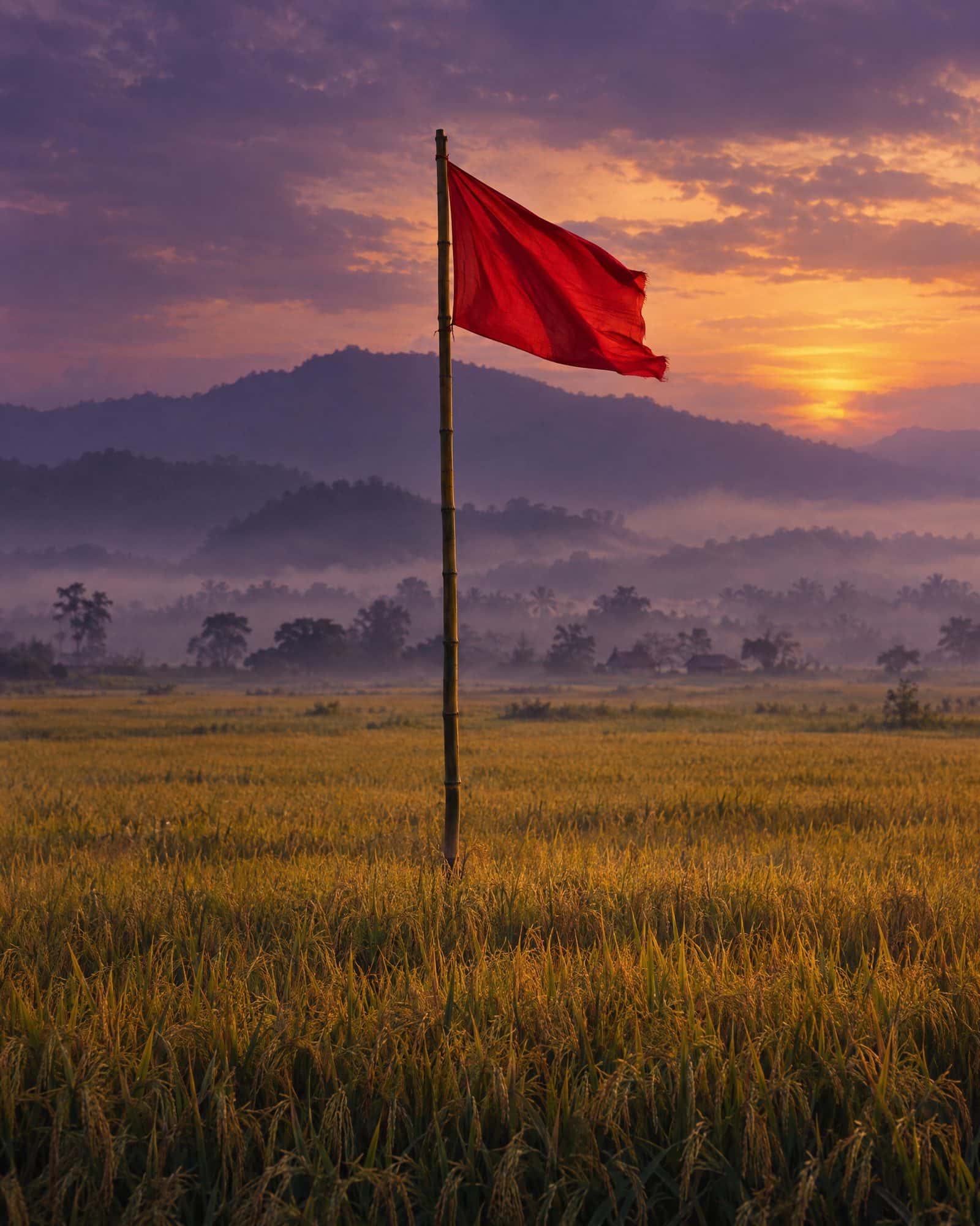 A red flag on a bamboo pole in a golden paddy field at dusk