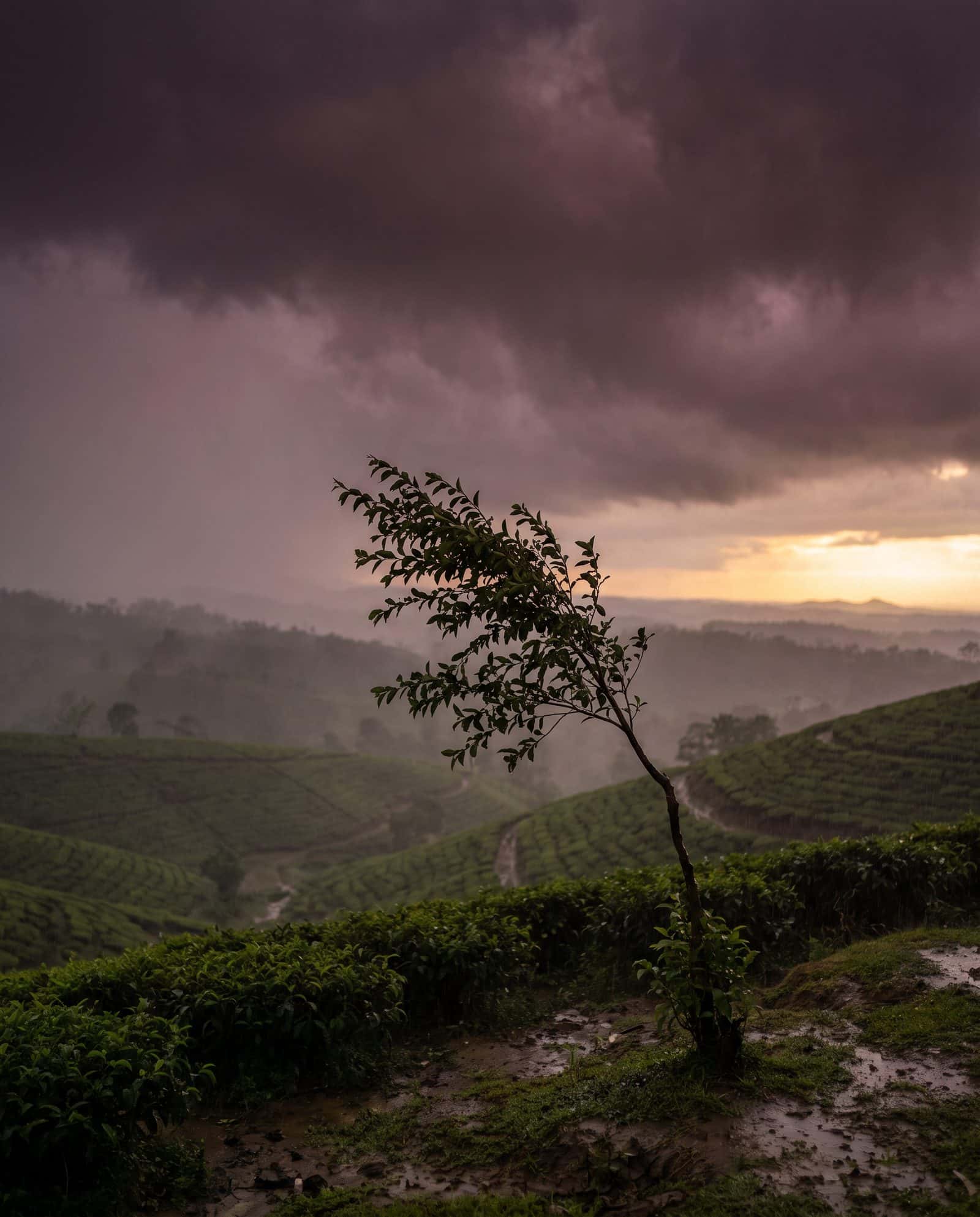 A young tree bending hard in a storm above tea-garden hills, still rooted.